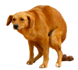 perro caca