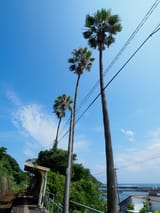kouchiumi_08