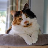 CalicoCat