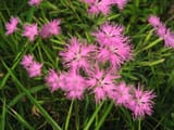カワラナデシコ_Dianthus_superbus_var._longicalycinus