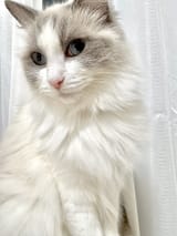 Nene neko 20250706 GvK7hTdWYAABgKo