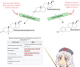 Eirin-teaches-sex-hormones