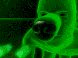 sniff