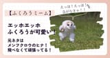 エッホエッホ