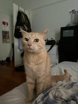 a cat