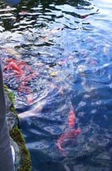 IMG_20250731_070951_657