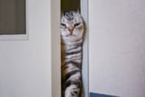cat-pushing