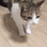 cat falls over