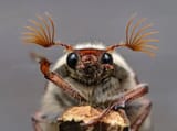 Cockchafer