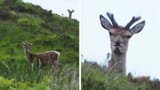 [deer anger]