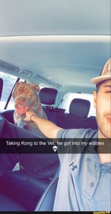 Taking Kong to the Vet he got into my edibles - iFunny