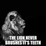sigma lion