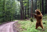 bearshooting