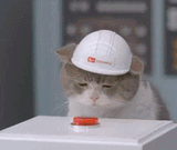 kitten nuke