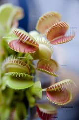 laughing plants