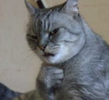 cat disgust