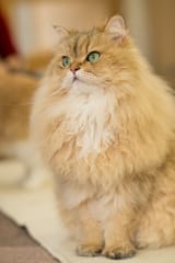 Persian_Cat
