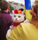 ukraine cat