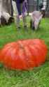 awww yeah let me just sniff the FUCK out of this pumpkin SNUUUUUUUFFFFFSNFSNFSNUUUFFFF THATS A GOD FUCKING PUMPKIN _thumb.jpg