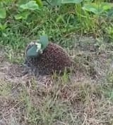 Hedgehog mined