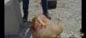 1x Bowling Ball_thumb.jpg