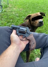 38Dog