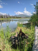 3 bears sleeping within 200yds of this pic