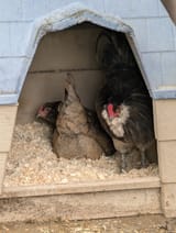 what the cluck