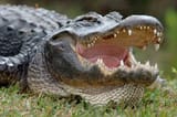 laughing croc