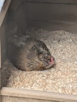 Easter egger