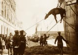 WWI-war-horse