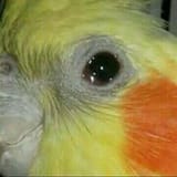1367864