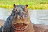 hippopotamus-portrait-okawango-delta