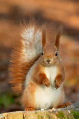 Depositphotos_1807210-stock-photo-red-squirrel (1)