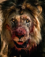 lionafterkill.jfif
