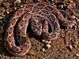 Saw-scaled_viper