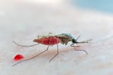 mosquito