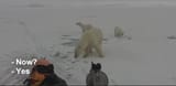 ice teddy is kill