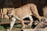 Cougar-20221027-Caleb-8-scaled-1
