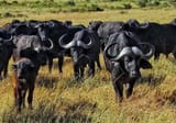 Syncerus-caffer-Masaai-Mara-Kenya_crop
