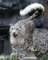snow_leopard