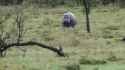 hippo run_thumb.jpg