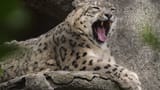 snow_leopard_yawning