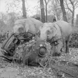 Circus_elephants_Kiri_and_Mary_clearing_wreckage_in_Hamburg