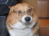 dr dog says
