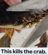 this kills the crab