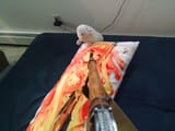 gooeynuko