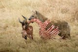 Spotted_hyena_with_skeleton