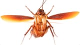 flying roach (1)