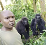 ET-GORILLA57843620